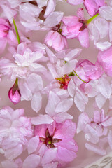 Fototapeta na wymiar Floral background from sakura flowers in water.