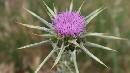 Milk Thistle flower (Silybum marianum or Carduus marianus) blooming in the field. Pruple milk thistle with green background at the botanical garden.