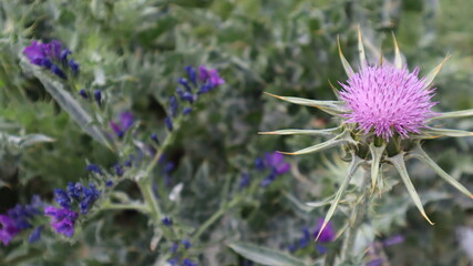 Milk Thistle flower (Silybum marianum or Carduus marianus) blooming in the field. Pruple milk thistle with green background at the botanical garden.