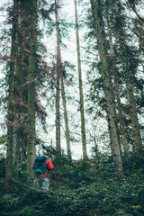Obraz premium La forêt calme, aucun peuple