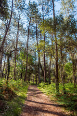 Beautiful landscape of the Landes forest in the south west of France