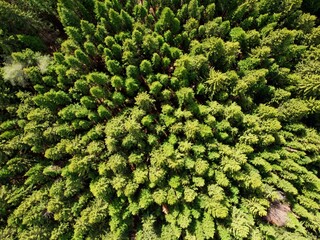 Photos from the drone. Green coniferous forest from a height. Top view of the forest © Andrei