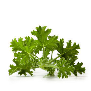 Pelargonium Odoratissimum – Branch Of Apple Geranium With Shadow, Isolated On White Background – South African Houseplant, Medicinal And Aromatic – Detailed Close-Up Macro 
