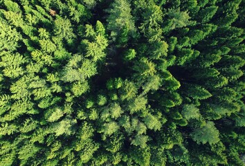 Photos from the drone. Green coniferous forest from a height. Top view of the forest