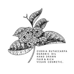 Hand drawn evodia rutaecarpa branch with berries. Engraved vector illustration. Chinese medicinal plant. Summer harvest, cosmetics of medicine vegan ingredient. Menu, package, cosmetic and food desig - 432339438