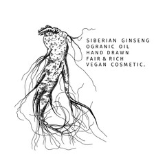 Hand drawn siberian ginseng root. Vector engraved illustration. Spicy rhizhome vegetable. Food ingredient, aromatherapy, cooking. Cosmetic package design, medicinal herb, treating, healthcare. - 432339463