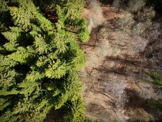 Photos from the drone. Half of the photos are green and live forest. Half of the photo is dead and...