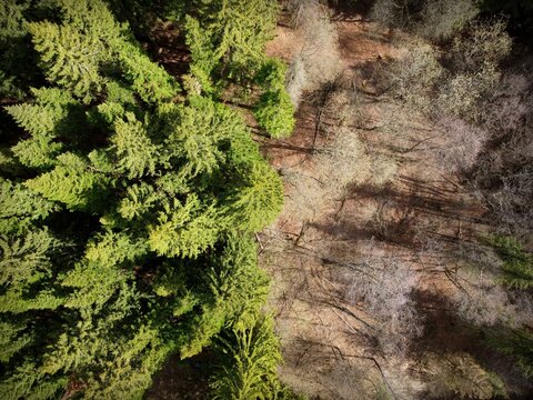 Photos from the drone. Half of the photos are green and live forest. Half of the photo is dead and dry forest. Contrasts. Trees in the forest