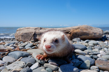 Cute pet ferret is walking on a leash at the beach.