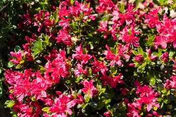 Gartenazalee im Frühling