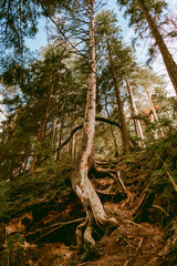 Old and rotting tree showing the roots in a lush forest by the Gauja river in Latvia