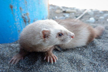 Pet ferret walking outdoors on a leash and looking away