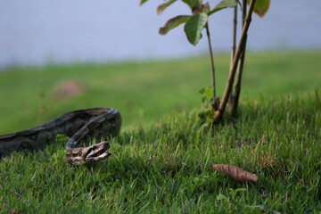 Obraz premium snake in the grass