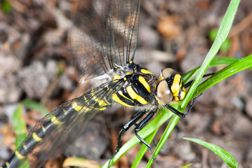 Close-up dying yellow black dragonfly crawling to meet its death