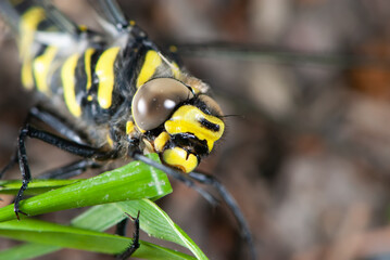 Close-up dying yellow black dragonfly crawling to meet its death with big brown eyes