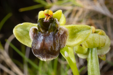 Close-up of Ophrys bombiliflora, the bumble-bee orchid, with a small, brownish and green flower, in natural environment on the Balearic island of Majorca, Spain