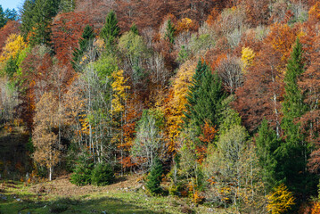 Beautiful background image of autumn colorful forest in Mythen region