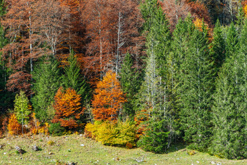 Beautiful background image of autumn colorful forest in Mythen region