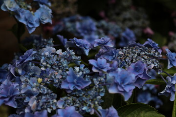 青いアジサイ