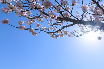 日本、北海道の春、桜