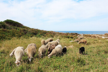A flock of sheep grazes on the green lush grass near the Atlantic Ocean