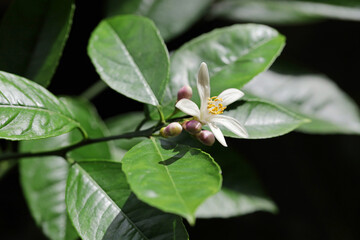 close up of lemon flower and buds