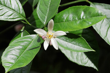 close up of lemon flower and buds