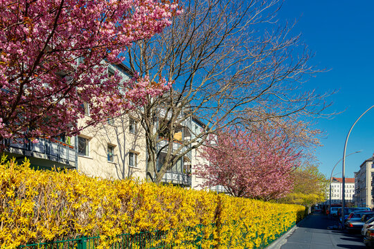 Berliner Sebastianstrasse an einem sonnigen Fr&uuml;hlingstag mit bl&uuml;henden Kirschb&auml;umen und Forsythienstr&auml;uchern