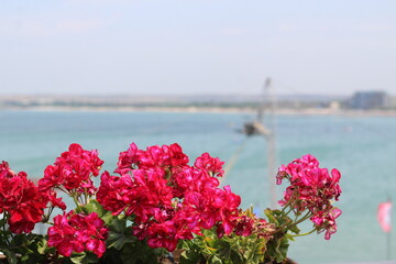 Beautiful red flowers in the planters on the balcony overlooking the Bay
