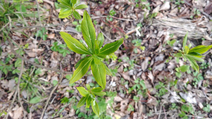 Daphne mezereum leaves