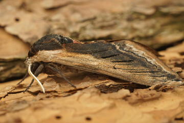 Closeup shot of a privet hawk moth ( Sphinx ligustri) resting on the ground