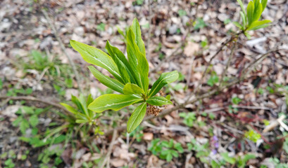 Daphne mezereum after blooming. Poisonous plant in forest