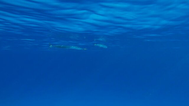 Pair Needlefish swim inder surface of the blue water in sun rays (4K-60pfs).
