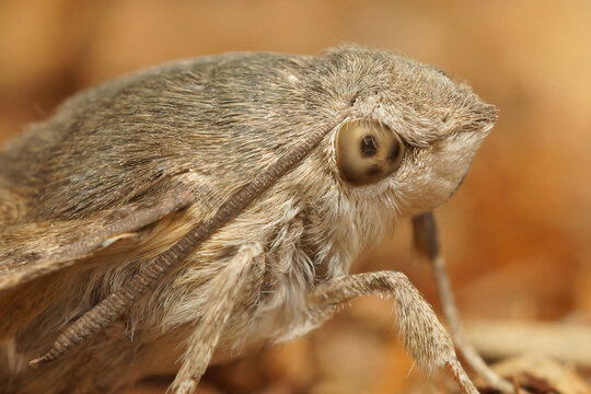Shallow focus of a hummingbird hawk-moth (Macroglossum stellatarumresting)
