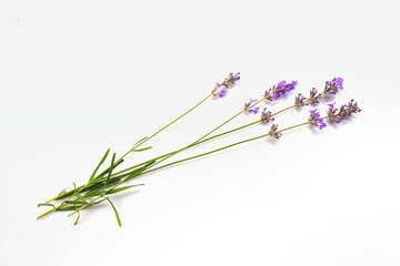 Bunch of Lavender flowers isolated on white background.