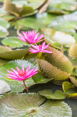 The lotus that grows in ponds, beautiful pink flowering