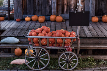 Harvest of pumpkins in the wooden wagon