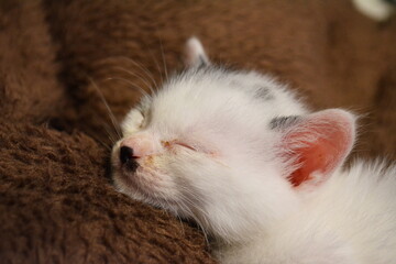 保護した捨て猫