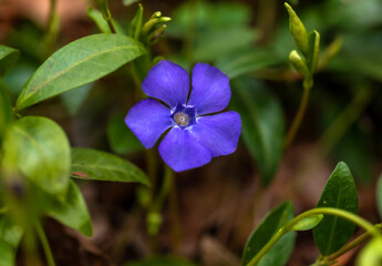 Fototapeta Kwiat barwinka leśnego obraz