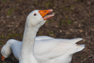 Close up low level view of Embden Emden Geese. Single portrait shot of single goose showing orange...