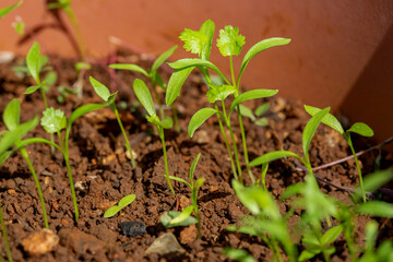 Coriander  seedling in a pot