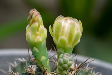 Cactus flowers in a beautiful nursery are in full bloom. Cactus with flower, in a brown pot on nature background.