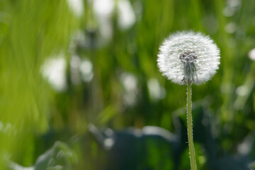 Close up of a dandelion with green background and space for text