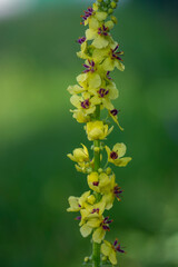 Verbascum nigrum black dark mullein wild flowering biennial herb with small yellow and purple flowers in bloom