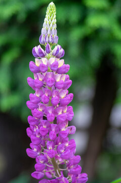 Lupinus polyphyllus large leaved lupine flowers in bloom, purple violet blue flowering tall ornamental wild plant