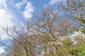 Fototapeta na wymiar Up Tree view of beech tree against blue sky for natural layer nature texture backdrop wallpaper showing branches and twigs Silhouetted against bright sky.