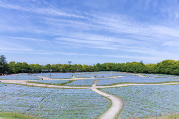 三重県桑名市なばなの里のネモフィラ畑1