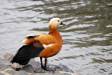 Shelduck (Tadorna ferruginea) standing on stones near the water. Male red duck on a lake coast - obrazy, fototapety, plakaty