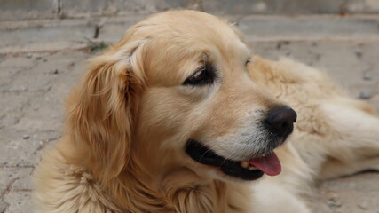 Cute Adorable Golden Retriever Dog Resting at the street. Portrait of a golden retriever dog in Istanbul, Turkey