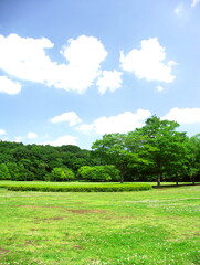 初夏の公園のシロツメクサさく草原と林風景